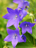 Bellfarm® Blue Ballon Flower Seeds