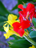 Bellfarm® Canna Indica Mixed Seeds