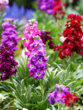 Bellfarm® Dwarf Matthiola Incana Mixed Seeds