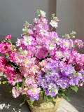 Bellfarm® Dwarf Matthiola Incana Mixed Seeds
