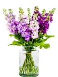 Bellfarm® Dwarf Matthiola Incana Mixed Seeds