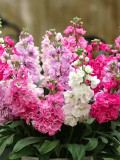 Bellfarm® Dwarf Matthiola Incana Mixed Seeds