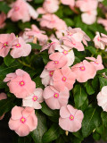 Vinca, Peach Pink