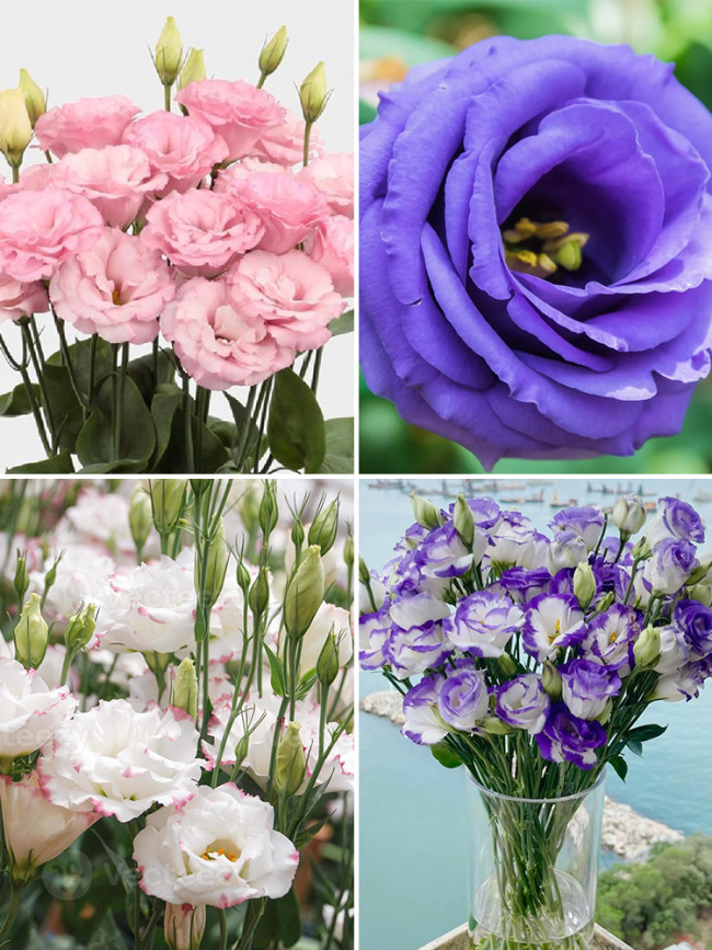 Eustoma Seeds, Mixed