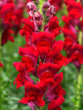 Bellfarm® Tall Dark Red Snapdragon Seeds