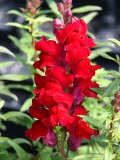 Bellfarm® Tall Dark Red Snapdragon Seeds