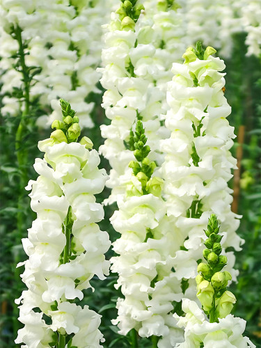 Bellfarm® Tall White Snapdragon Seeds
