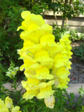 Bellfarm® Tall Dark Yellow Snapdragon Seeds