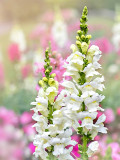 Bellfarm® Tall White Snapdragon Seeds