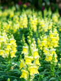 Bellfarm® Tall Dark Yellow Snapdragon Seeds