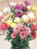 Eustoma, Mixed