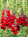 Bellfarm® Tall Dark Red Snapdragon Seeds
