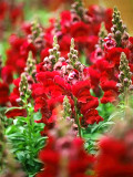 Bellfarm® Tall Dark Red Snapdragon Seeds