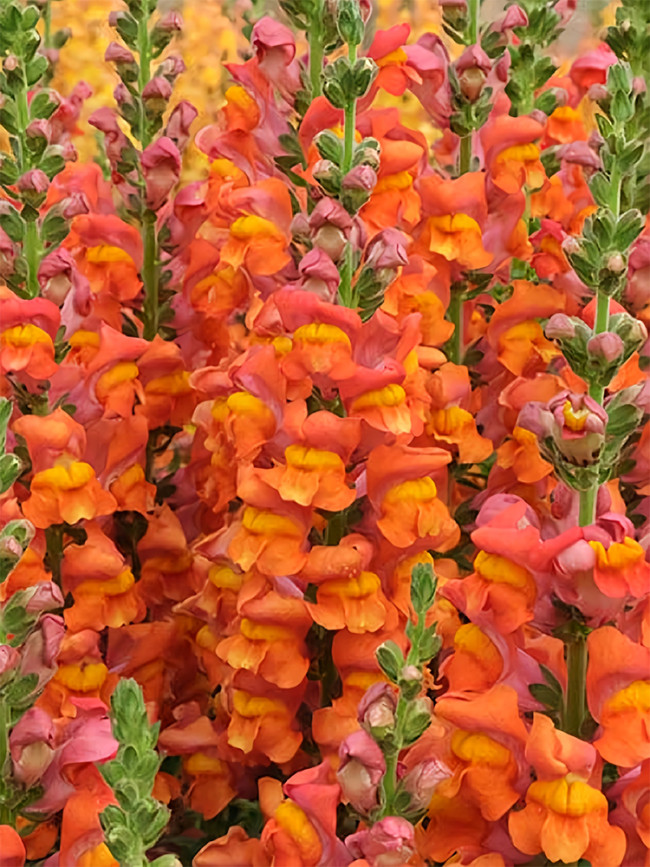 Bellfarm® Tall Orange Snapdragon Seeds