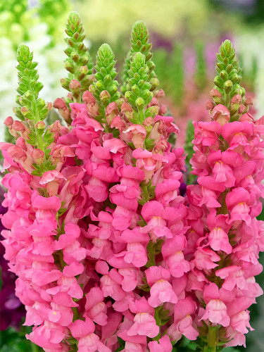 Bellfarm® Tall Pink Snapdragon Seeds
