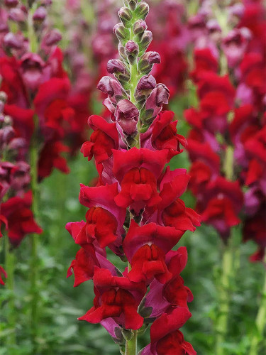 Bellfarm® Tall Dark Red Snapdragon Seeds