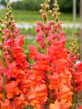 Bellfarm® Tall Orange Snapdragon Seeds