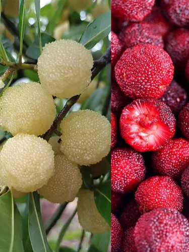 Waxberry, Mixed