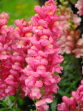 Bellfarm® Tall Pink Snapdragon Seeds