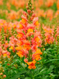 Bellfarm® Tall Orange Snapdragon Seeds