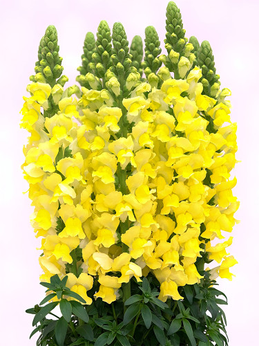 Bellfarm® Tall Dark Yellow Snapdragon Seeds