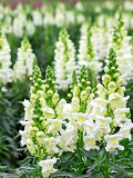 Bellfarm® Tall White Snapdragon Seeds