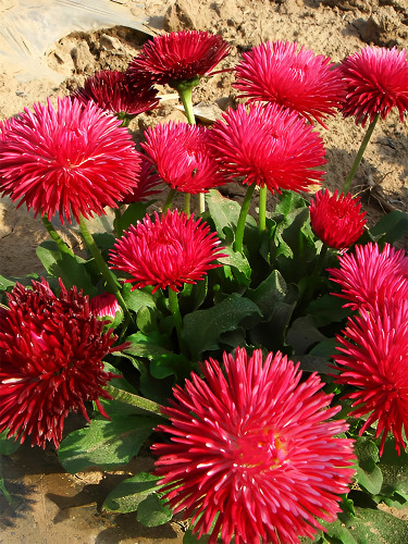 Bellfarm® Red Lar Daisy Seeds