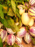 Pepino Dulce