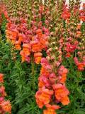 Bellfarm® Tall Orange Snapdragon Seeds