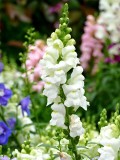 Bellfarm® Tall White Snapdragon Seeds