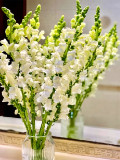 Bellfarm® Tall White Snapdragon Seeds