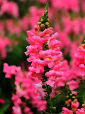 Bellfarm® Tall Pink Snapdragon Seeds