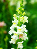 Bellfarm® Tall White Snapdragon Seeds