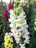 Bellfarm® Tall White Snapdragon Seeds