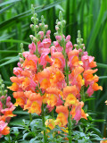 Bellfarm® Tall Orange Snapdragon Seeds