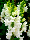 Bellfarm® Tall White Snapdragon Seeds