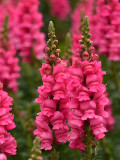 Bellfarm® Tall Pink Snapdragon Seeds