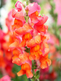 Bellfarm® Tall Orange Snapdragon Seeds