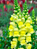 Bellfarm® Tall Dark Yellow Snapdragon Seeds