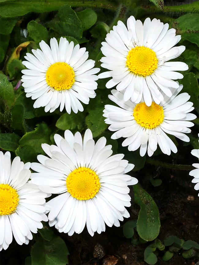 Bellfarm® White Mid Sing Daisy Seeds