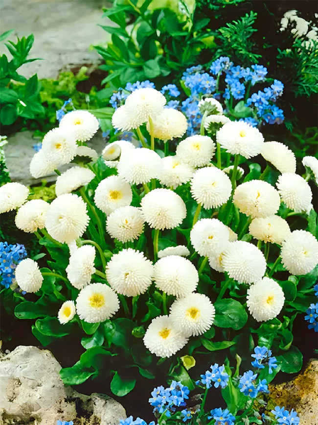 Bellfarm® White Mid Dual Daisy Seeds