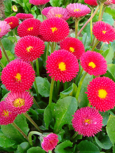 Bellfarm® Red Mid Dual Daisy Seeds
