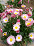 Bellfarm® Bi-color Mid Dual Daisy Seeds