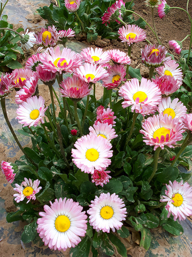 Bellfarm® Bi-color Mid Dual Daisy Seeds