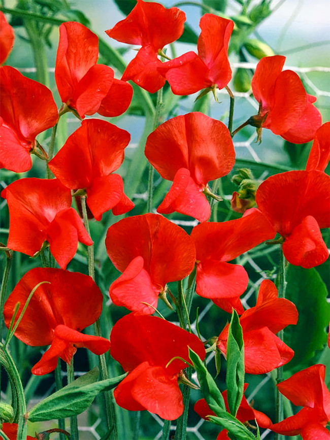 Bellfarm® Red Tall Sweet Pea Seeds