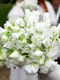 Bellfarm® White Tall Sweet Pea Seeds
