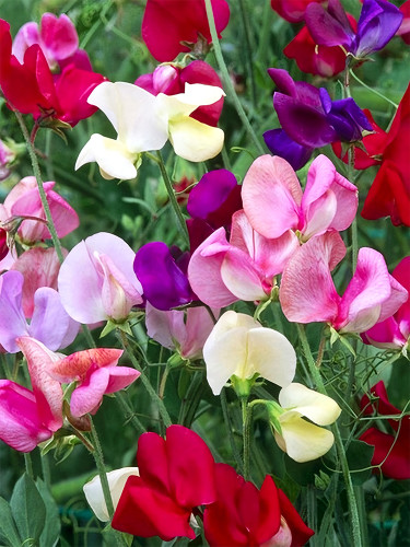 Bellfarm® Mixed Tall Sweet Pea Seeds
