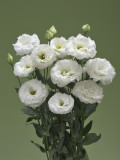 Eustoma, Colors Opitional