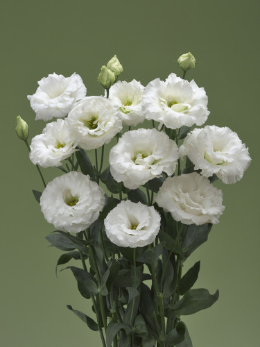 Eustoma, Colors Opitional