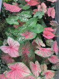 Caladiums Sweetheart, Mixed